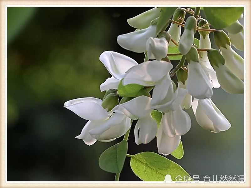 青未了十里飘香洋槐花