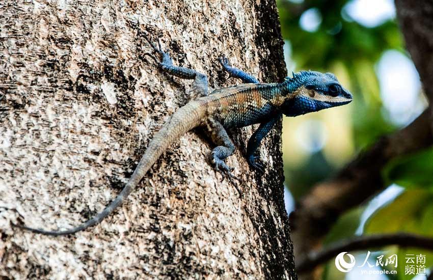 见识云南生物多样性之美白唇树蜥