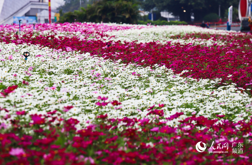 广州塔下花海灿烂