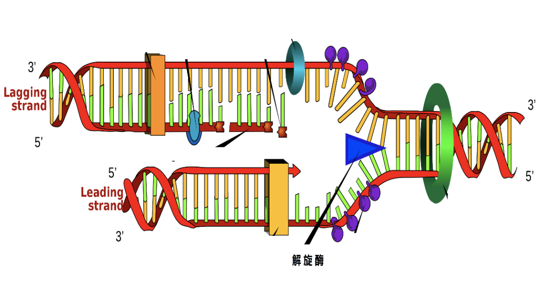 怎样制造世界上最小的机器大象公会