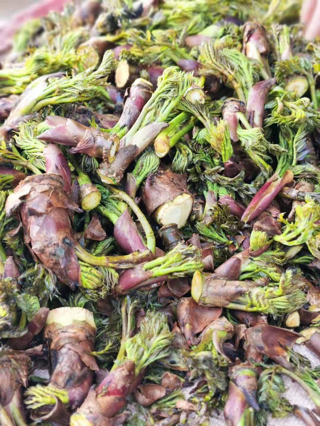 赏味春天滇西野菜正新鲜