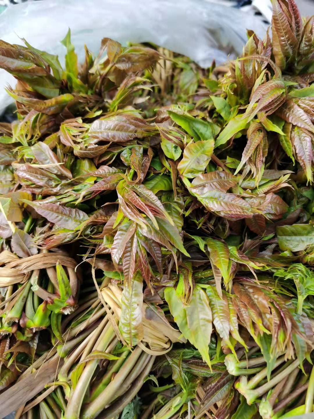 香椿头本文图片均由作者提供