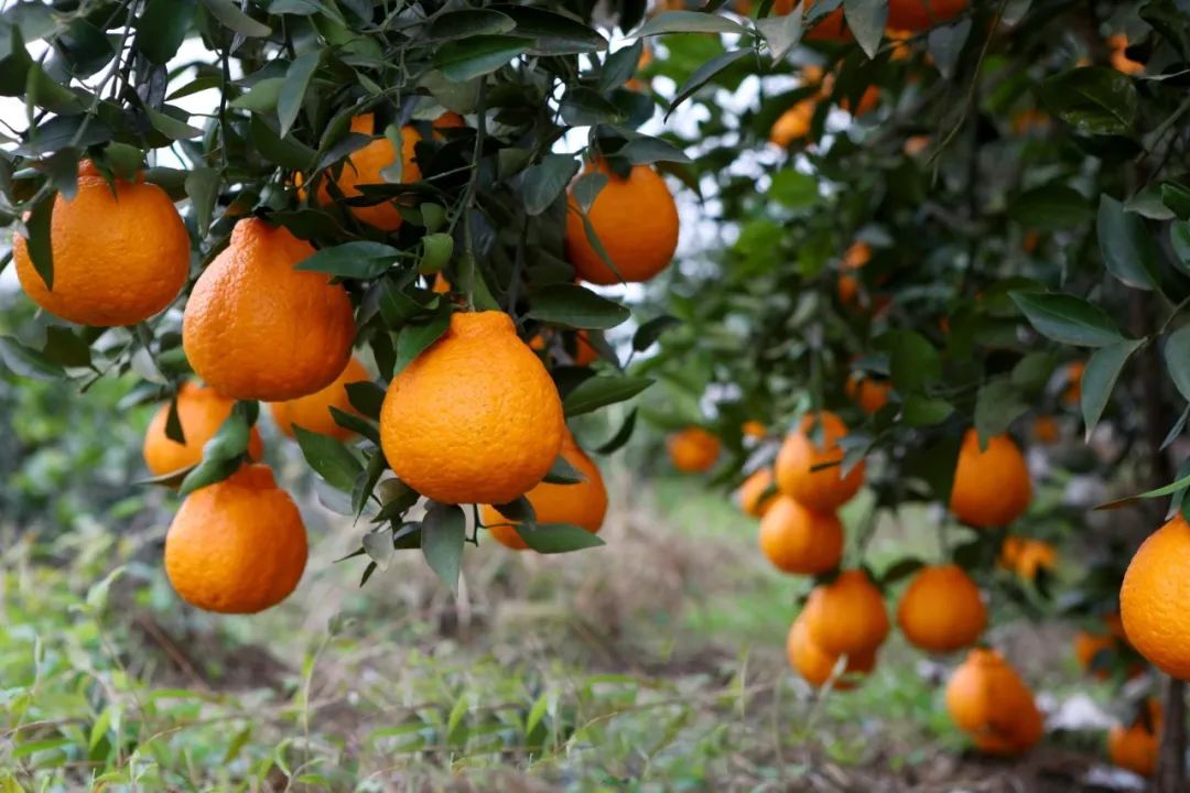 908听友电波福利社 | 【多送4斤】四川大量黄果柑成熟销路遇困,七旬