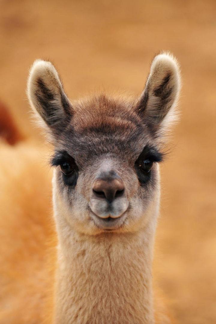 萌宠鉴赏春暖花开时节遇见动物最萌的样子