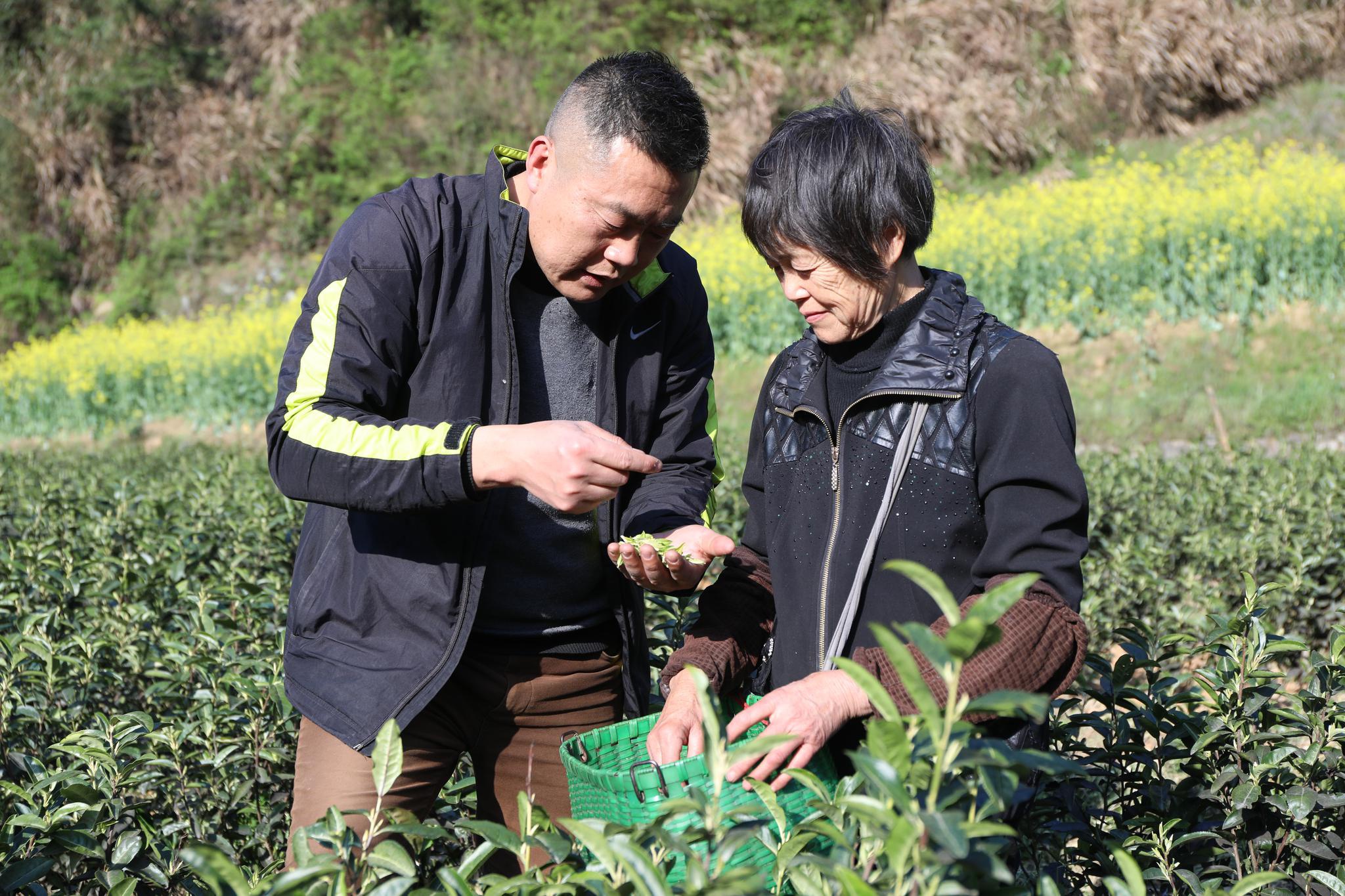 这抹茶香最醉人 淳安中洲"白金芽"走俏茶市