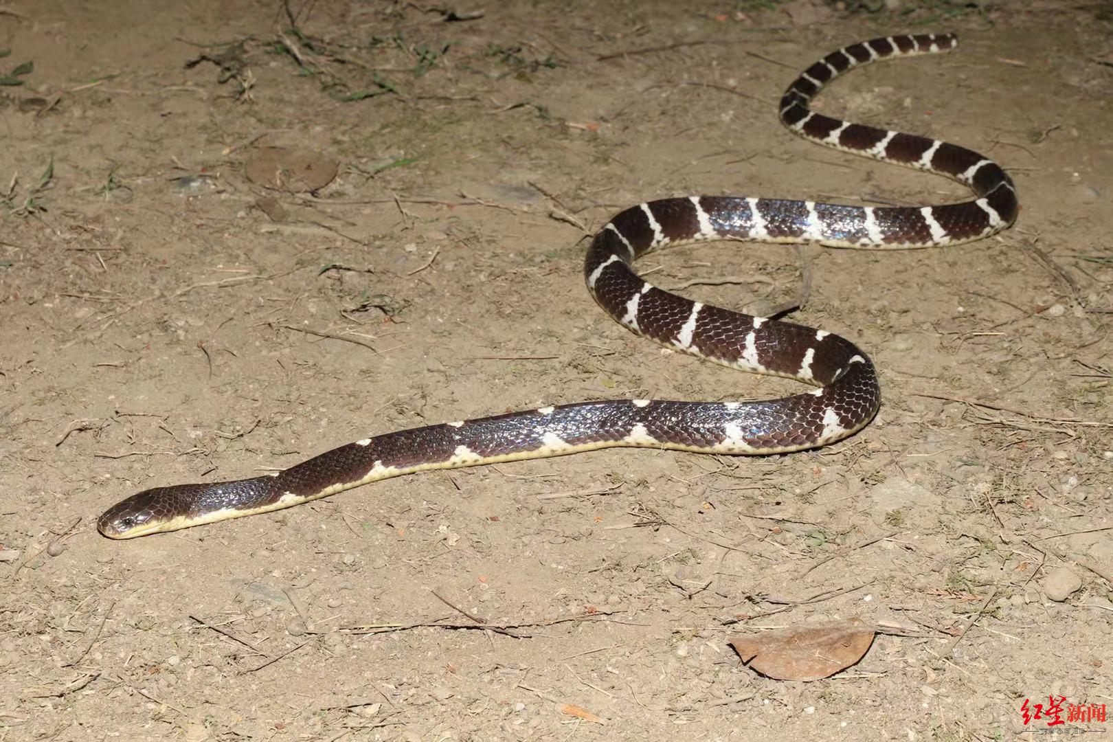 专访"素贞环蛇"发现者:专业找蛇17年,曾多次被蛇咬伤,但最危险的是