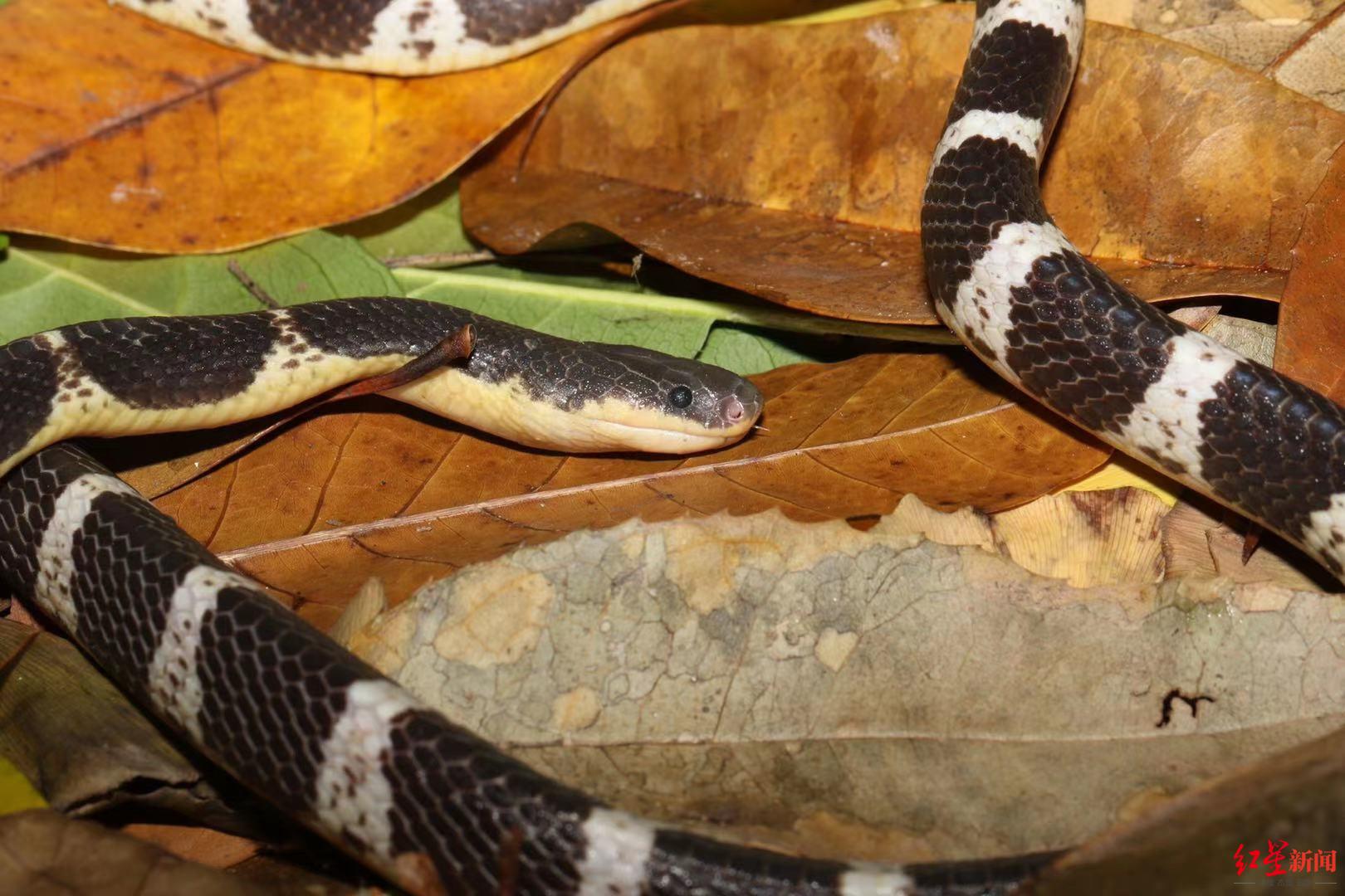 专访"素贞环蛇"发现者:专业找蛇17年,曾多次被蛇咬伤,但最危险的是