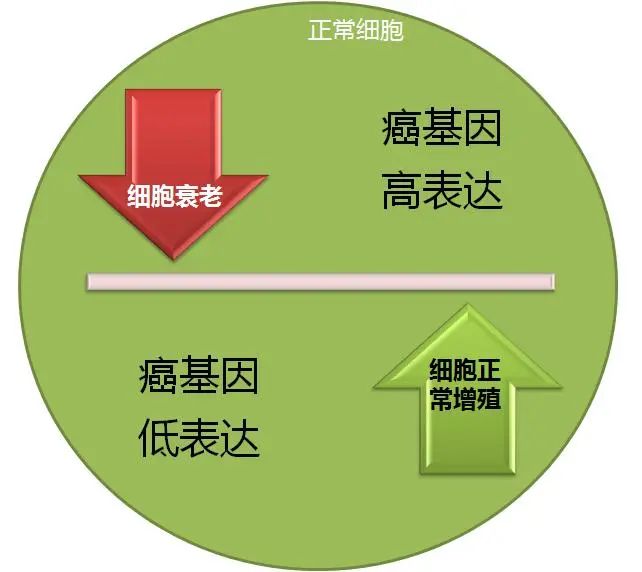 抑癌基因同样生存在基因组里,它制约着细胞的增殖和生长,与原癌基因