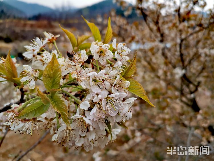 青岛樱桃花正值盛花期赏花莫错过好时机