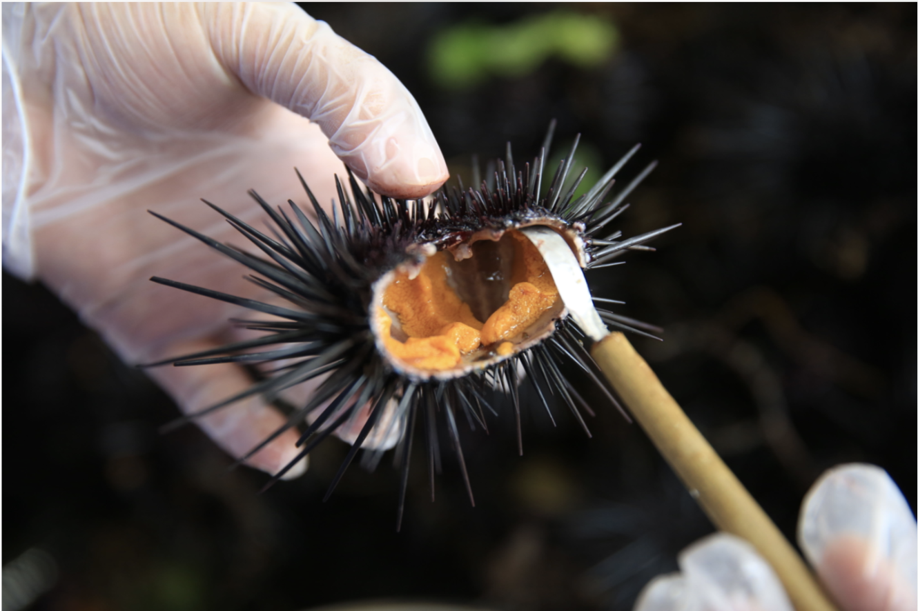 南澳紫海胆与你最甜美的约会