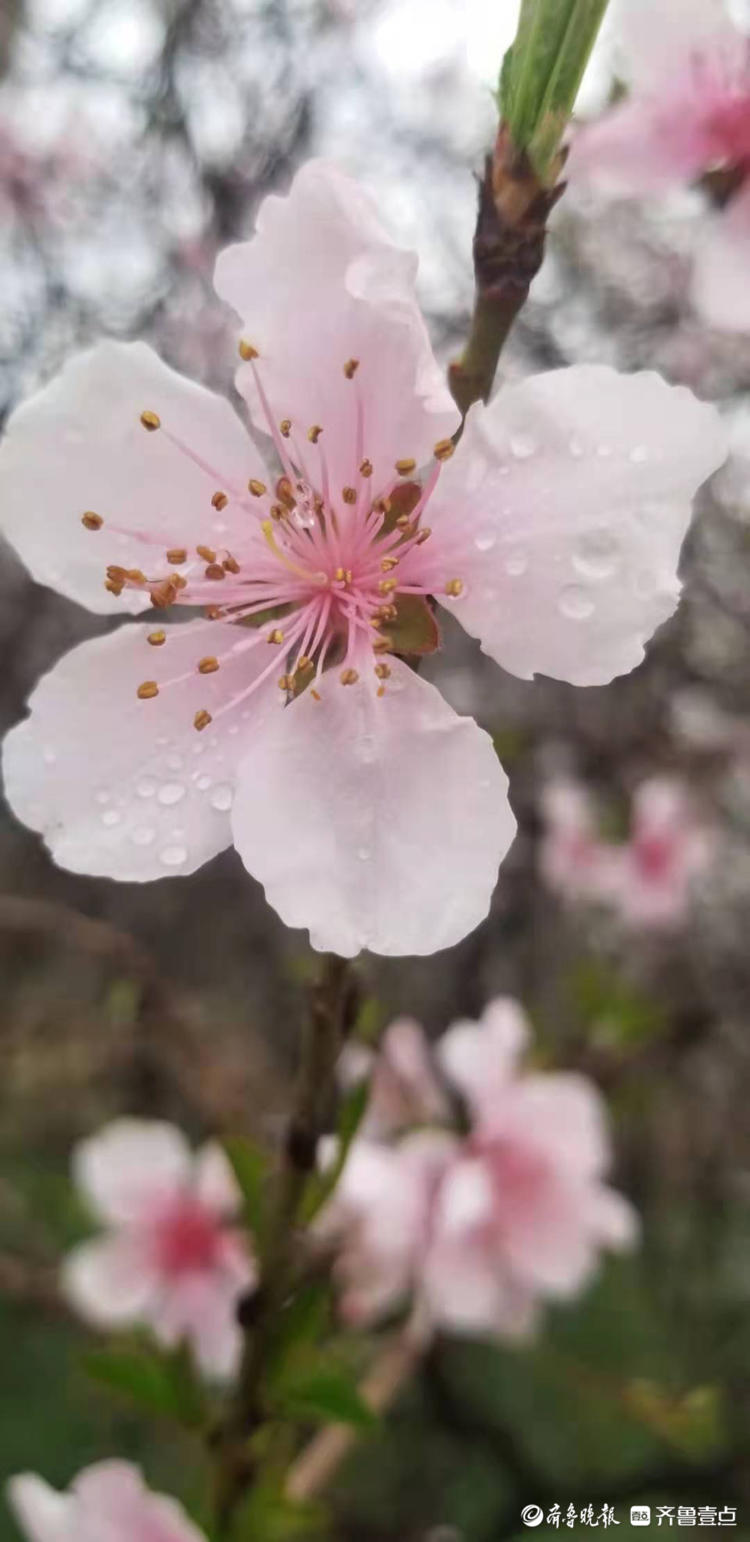 桃花上的露珠