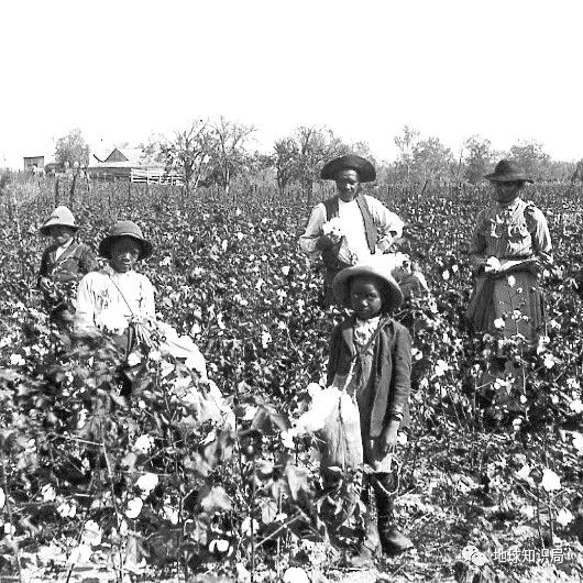 美国黑人摘棉花历史介绍 美国黑人为什么会被强迫摘棉花？