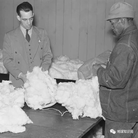 美国黑人摘棉花历史介绍 美国黑人为什么会被强迫摘棉花？