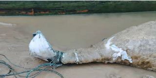 上饶市余干县一只江豚死亡，其被发现时尾巴被绳子缠住。受访者提供
