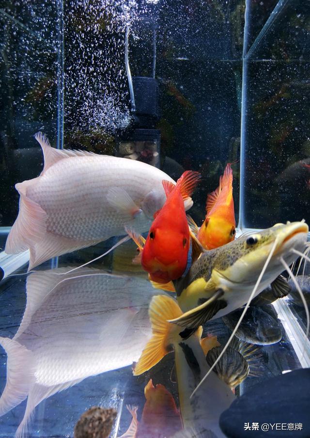 老鱼友分享鱼缸多久放一次盐