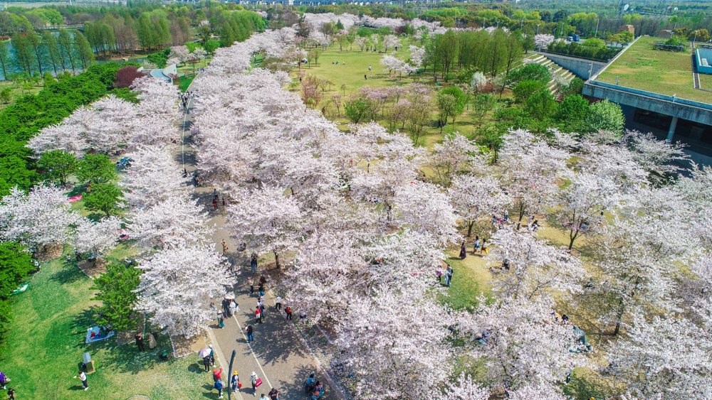 辰山植物园1500米樱花大道让你畅游花海梦境|辰山植物园|樱花大道