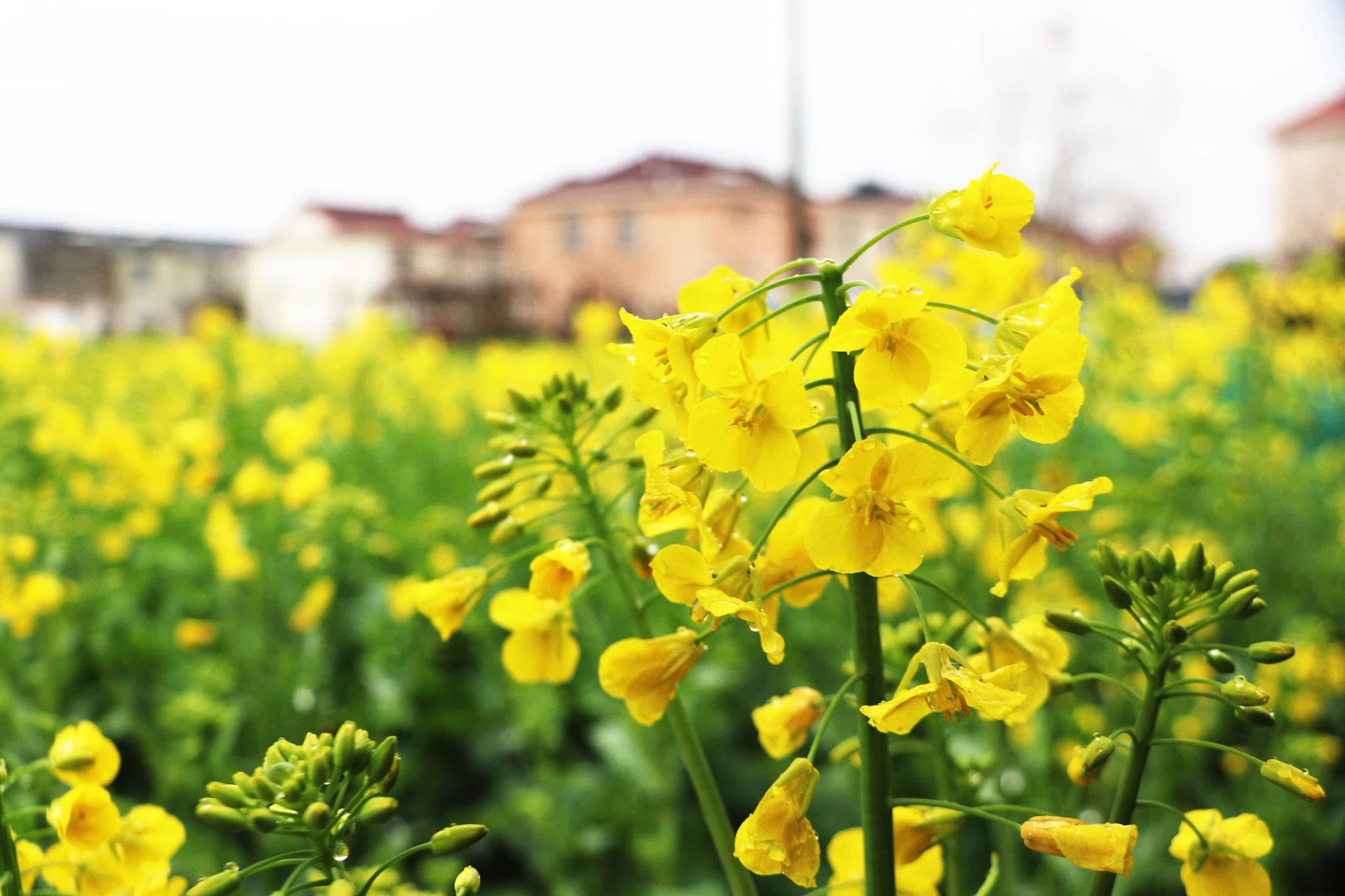"黄金海"美醉了 送您一幅油菜花海"地图"|扬州_新浪新闻