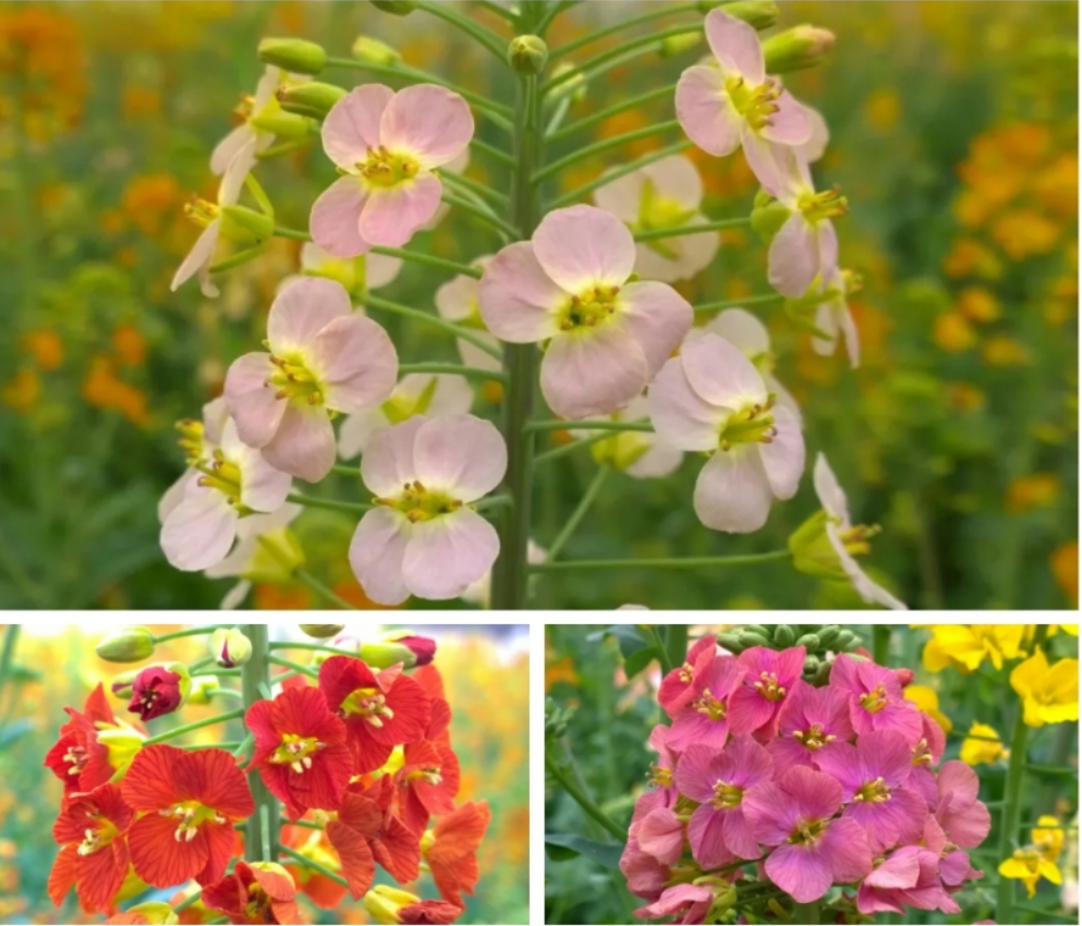 江西农大培育出45种颜色油菜花,希望带动旅游产业发展