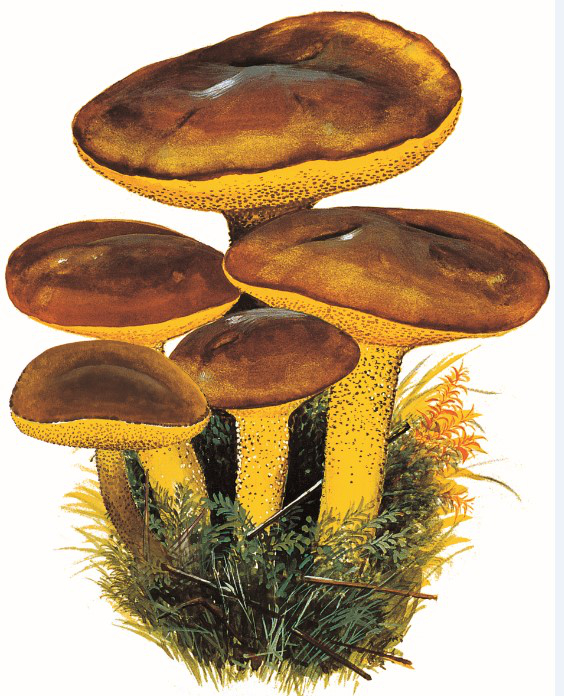 点柄乳牛肝菌的科普介绍