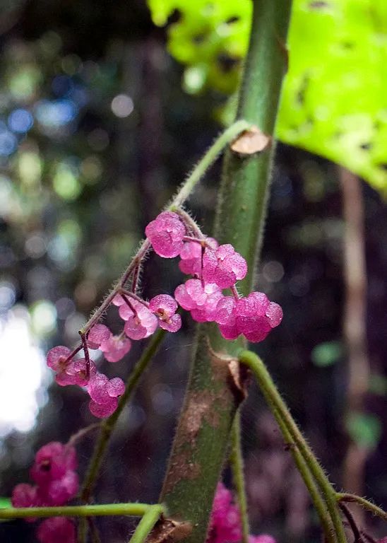 金皮树能有什么坏心眼呢它只是想活得久一点