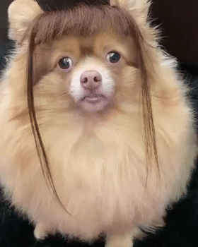 280_350竖版 竖屏gif 动态图 动图