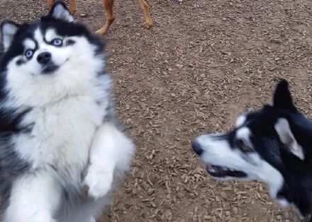 哈士奇第一次遇到比它还二的博士奇结果狗子傻眼了笑喷