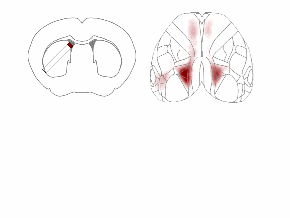 深度解析Nature文章:利用新技术,首次证实纹状体活性拓扑成像地反应皮层活性模式|新技术|纹状体|视皮层_新浪新闻