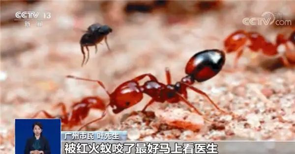 全球公认危险红火蚁入侵中国、快速蔓延，九部门启动联合防控