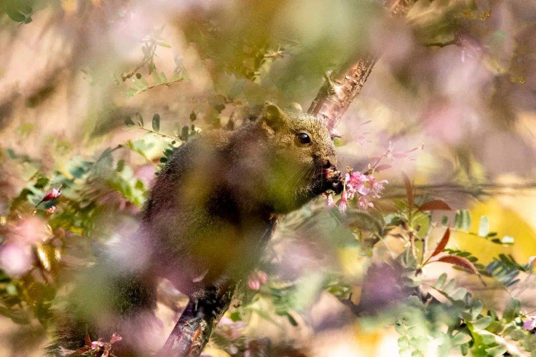 cop15来普洱邂逅一场小松鼠与木棉花的春之恋