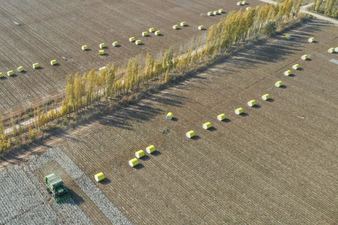 月17日,在新疆玛纳斯县乐土驿镇文家庄村,一台采棉机在棉田里采摘棉花