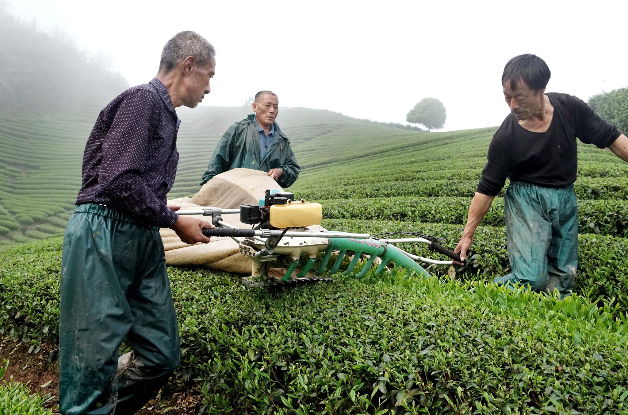 武义:机器换人抢采明前茶|武义|明前茶|采茶机_新浪新闻