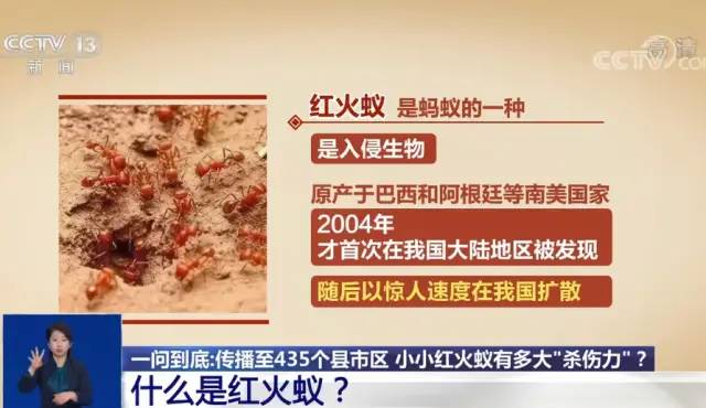 警惕红火蚁已传播至我国12个省份被咬一口不得了