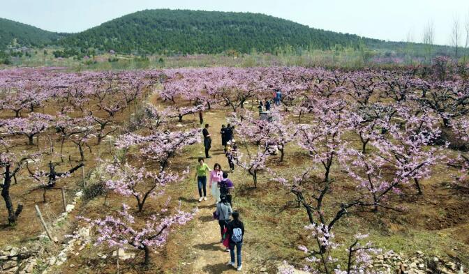 品桃花汉韵赏醉美春景丨第十二届督公湖桃花节助旺贾汪旅游品桃花汉韵