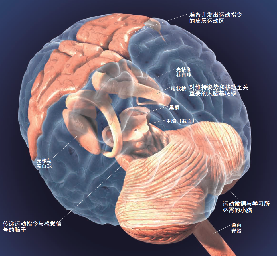 头脑简单四肢能真的发达吗