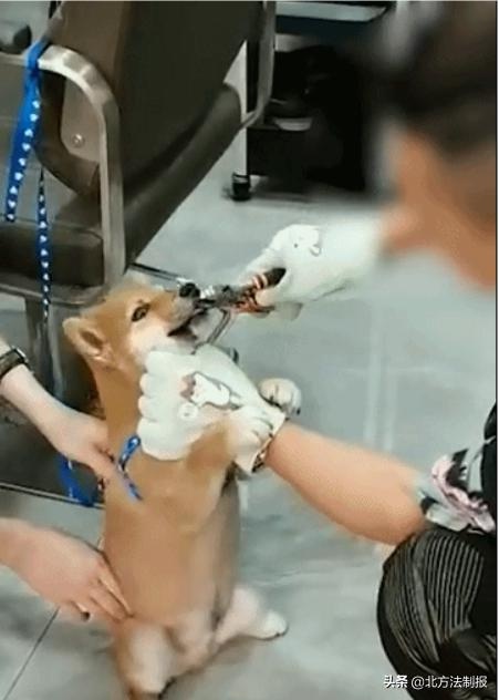理发师用铁钳拔狗牙致死警方介入