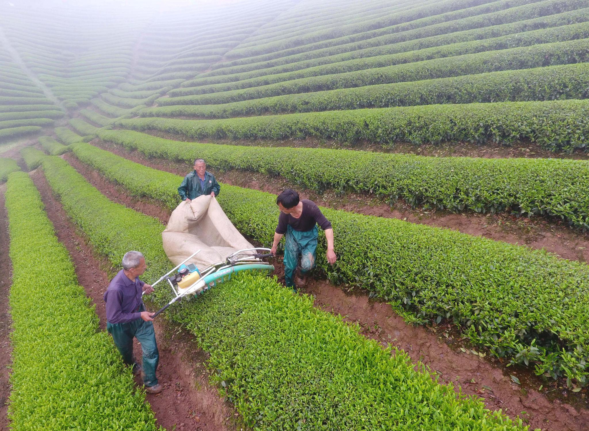 武义:机器换人抢采明前茶
