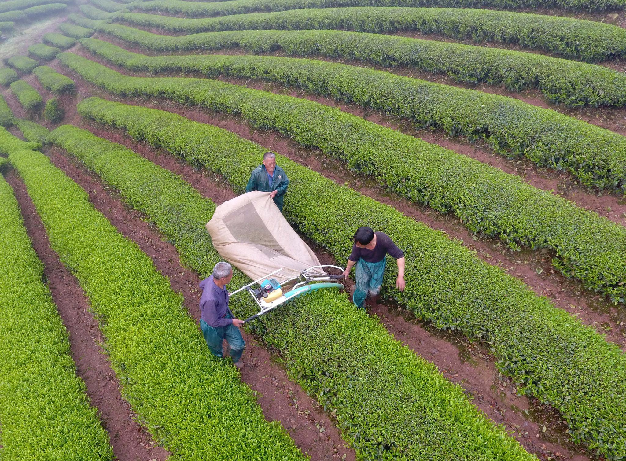 武义:机器换人抢采明前茶|武义|明前茶|采茶机_新浪新闻