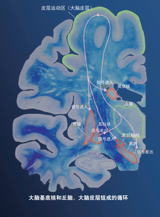 这些循环起到发出运动指令的开关作用,并受大脑基底核的操控"开启"