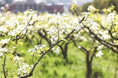 2021杭州鸬鸟山花节开幕