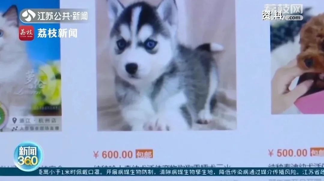 宠物被塞进盲盒卖?!运输中“饿死、冻死、压死都很正常”!更可怕的是……休闲区蓝鸢梦想 - Www.slyday.coM 宠物被塞进盲盒卖?!运输中“饿死、冻死、压死都很正常”!更可怕的是……休闲区蓝鸢梦想 - Www.slyday.coM