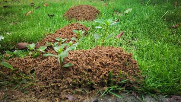 ↑图为突出于地面的红火蚁蚁丘。（吕利华摄）