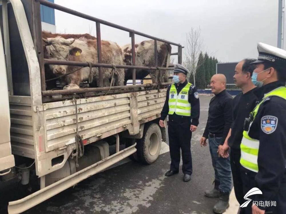 一头牛在高速路上撒欢聊城交警路政合力赶牛