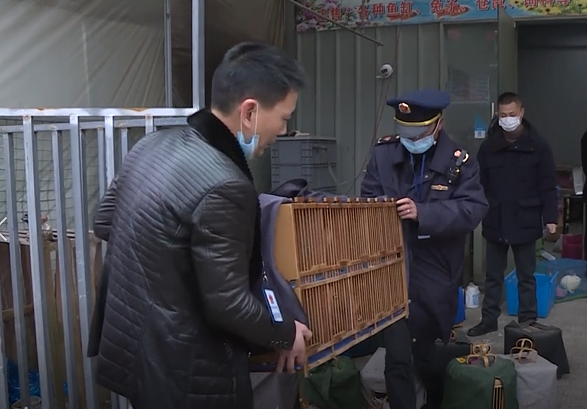 59只画眉鸟换来万元罚款已列被为国家二级重点保护动物