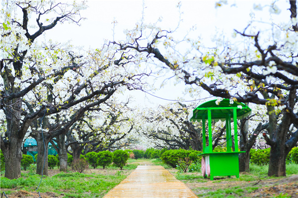 宿豫举行第十届梨花文化节