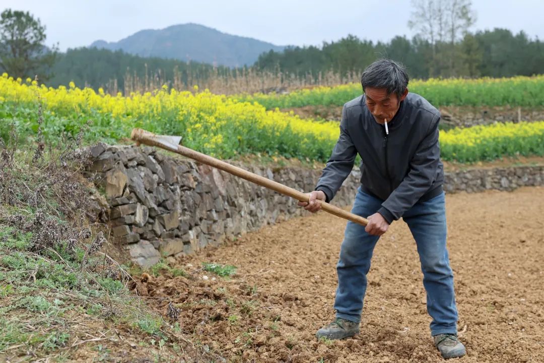 庞德怀在自家地里干活.图/ic photo