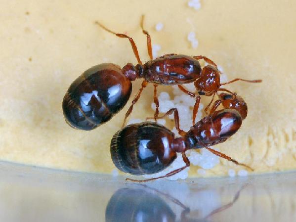 ↑图为红火蚁蚁后和卵。（吕利华摄）