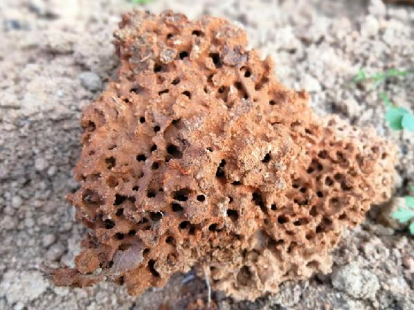 ↑图为红火蚁蚁丘内部的蜂巢状结构。（吕利华摄）