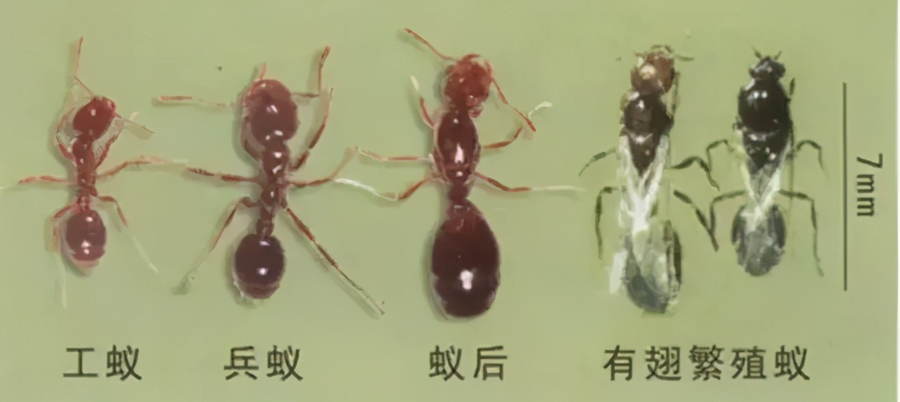 "无敌外来物种"红火蚁入侵,已传播至我国12个省份,被咬一口可致命