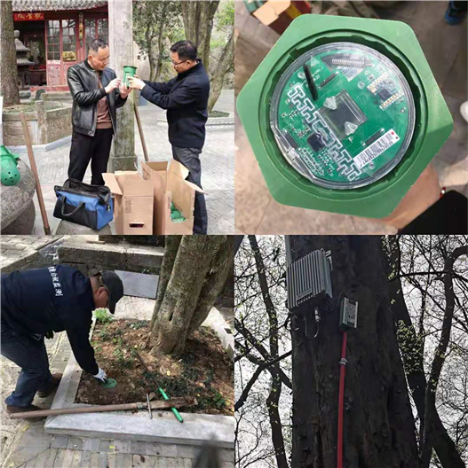 白蚁实时智能监控为琅琊寺保驾护航