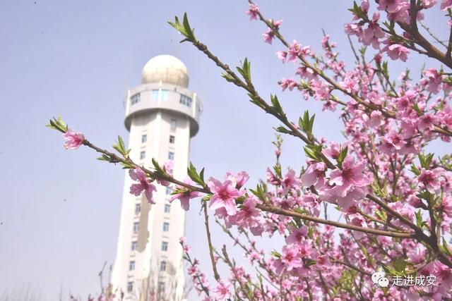 邯郸成安县:我们一起来成安赏花吧